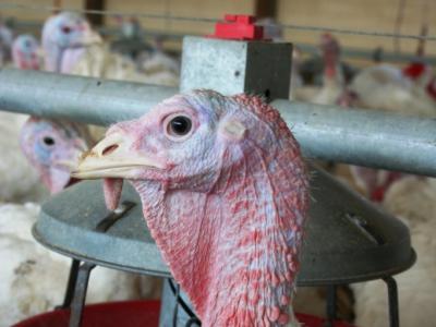 Turkey in barn