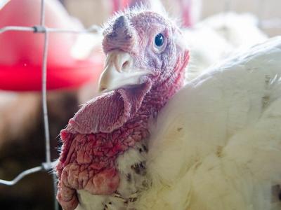 Farm turkey