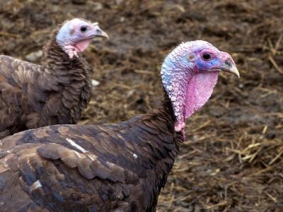 Farm turkey