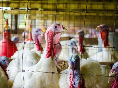 Turkey flock