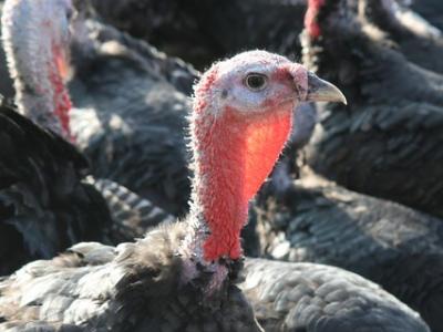 Farm turkeys