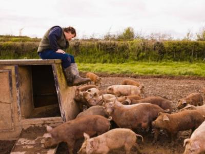 Farmer with pigs