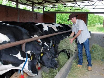 Farmer feeding cows