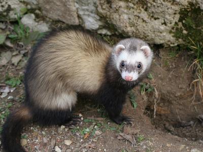 Closeup of ferret