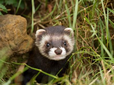 Ferret