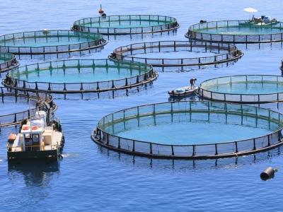 Fish farm