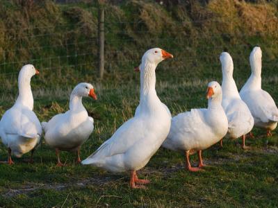White farm geese