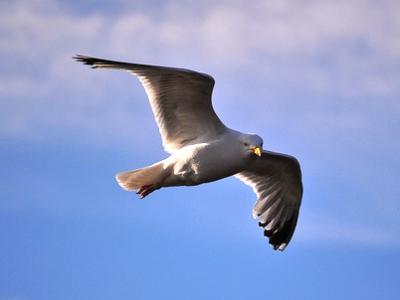 Flying gull