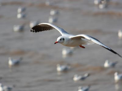 flying seagull