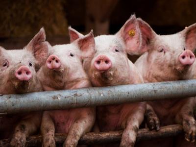 four little pigs