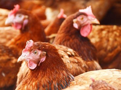 Free-range chickens