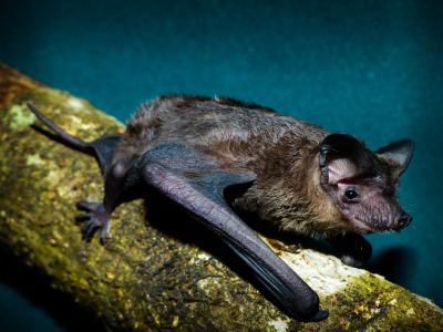 Freetail bat