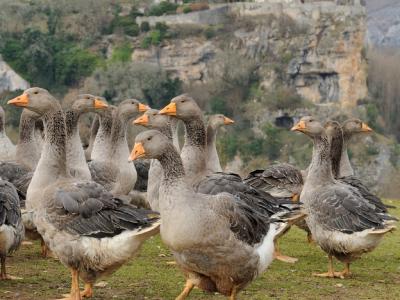 French goose farm