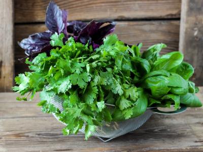 Cilantro and basil