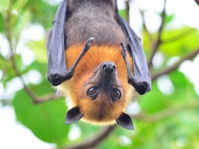 fruit bat