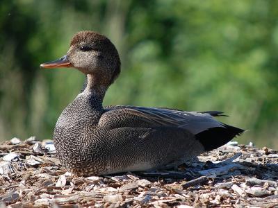 Gadwall duck