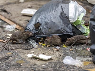 Rats foraging in garbage bag