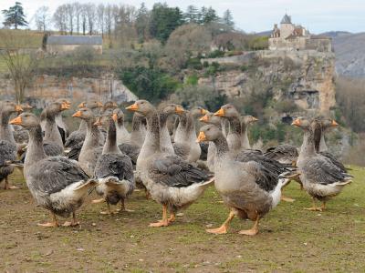 Flock of geese