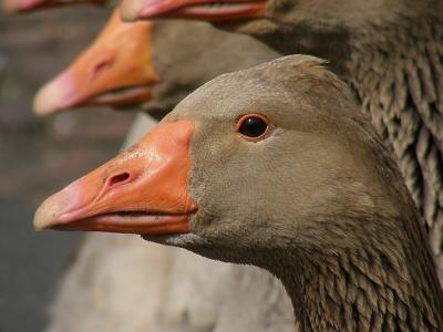 Heads of domestic geese
