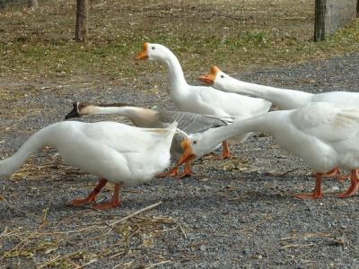 Geese on farm
