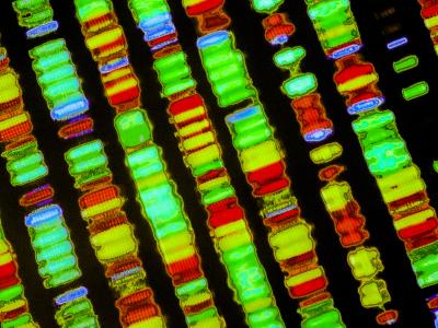 genetic sequences