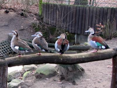 German zoo birds