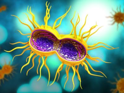 Gonorrhea bacteria