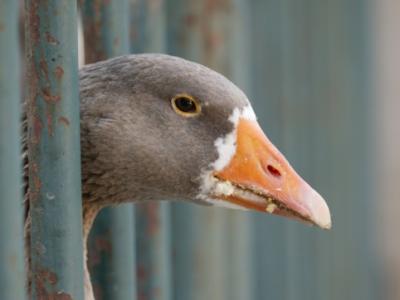 Goose in cage
