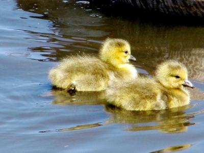 Goslings