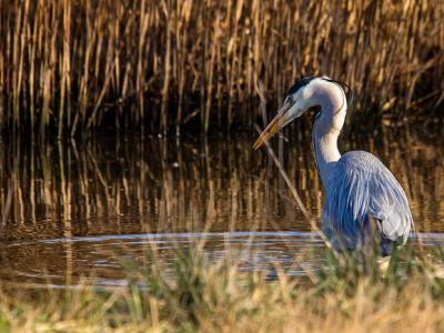 Gray heron