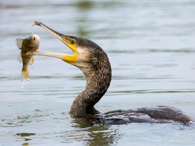 Great cormorant