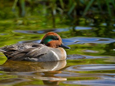 Green-winged teal