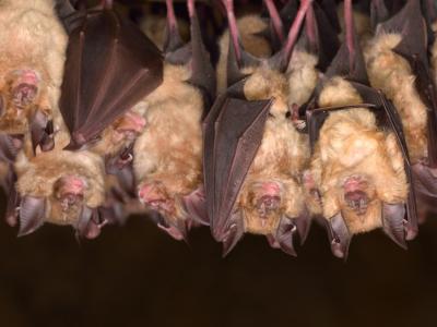 Group of sleeping bats