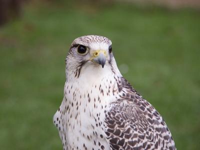 Gyrfalcon