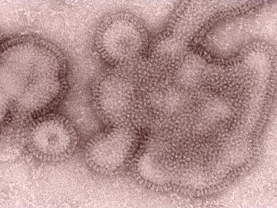 H3N2 influenza virus