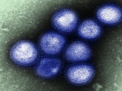 H7N9 Influenza Virus
