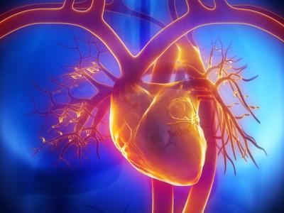 Heart, aorta, blood vessels