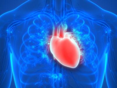 Heart illustration