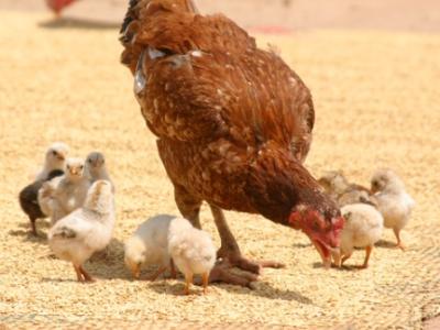Hen with chicks