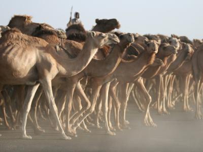 Camel herd