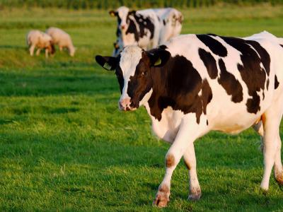 Holstein cattle