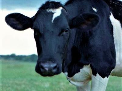 Dairy cow