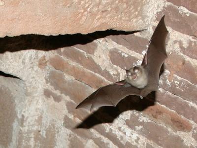 Horseshoe bat