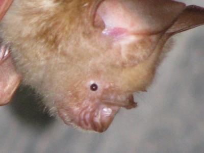 Horseshoe bat