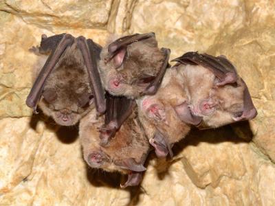 horseshoe bats