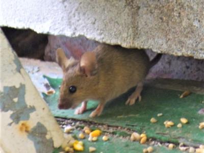 House mouse