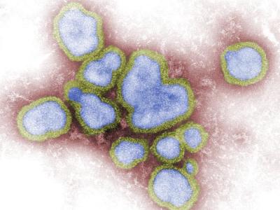 Influenza A viruses
