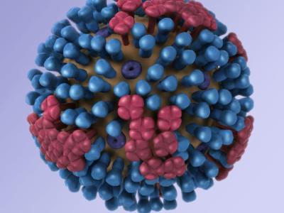 Influenza virus