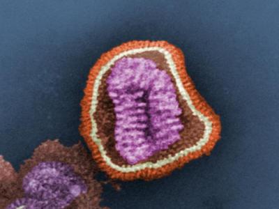 Influenza virus