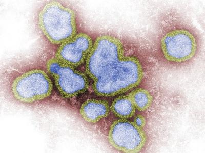 Influenza virus